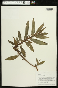 Columnea tandapiana image