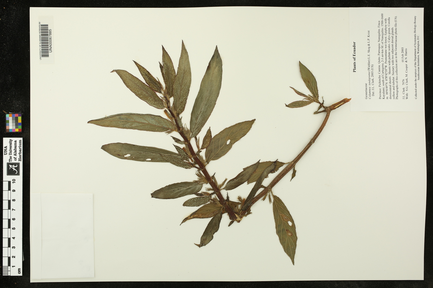 Columnea tandapiana image