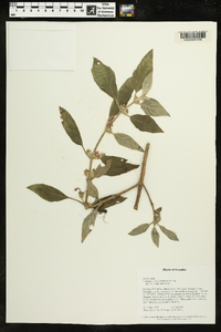 Columnea rileyi image
