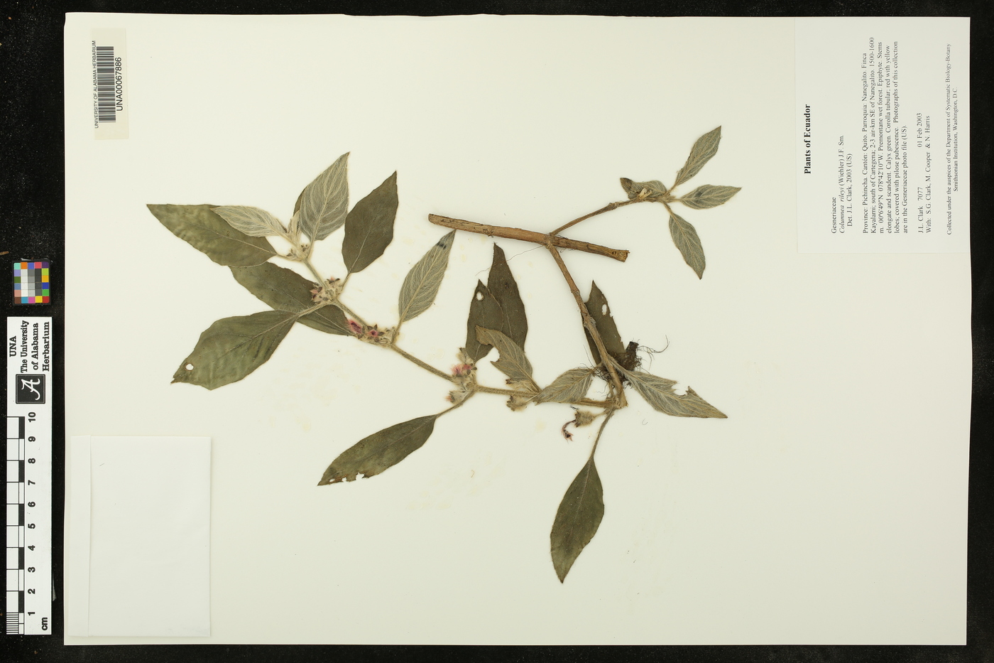 Columnea rileyi image