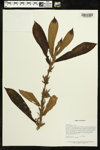 Columnea guttata image