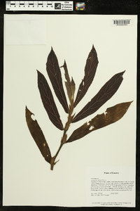 Columnea guttata image