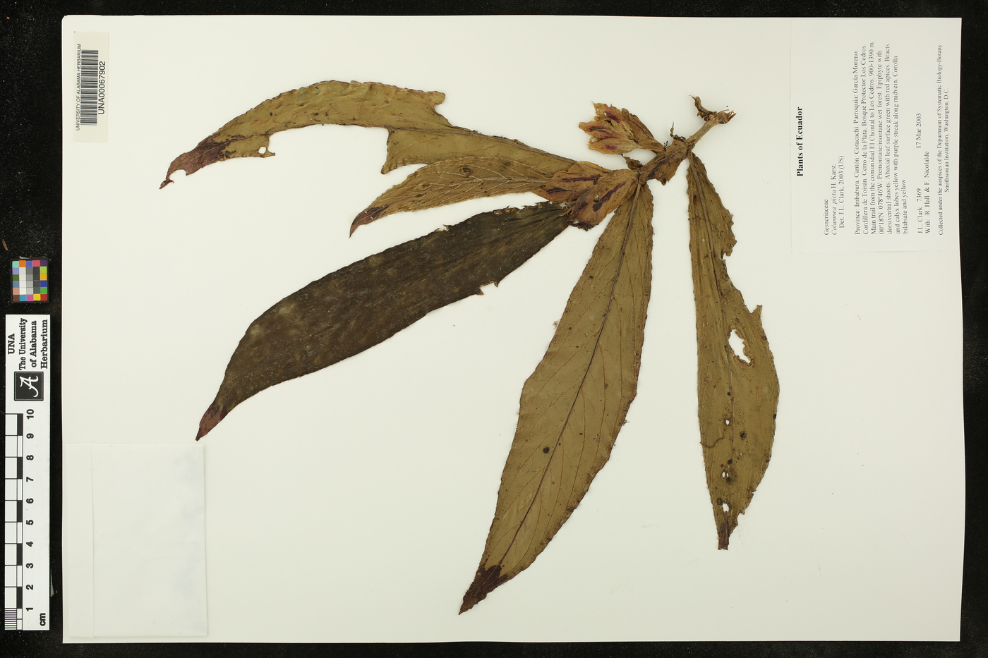 Columnea picta image