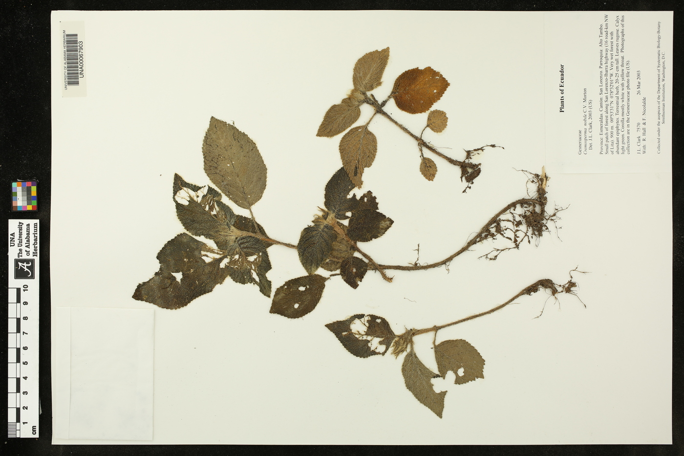 Cremosperma nobile image