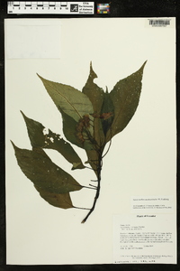 Media resource of Gasteranthus acuticarinatus