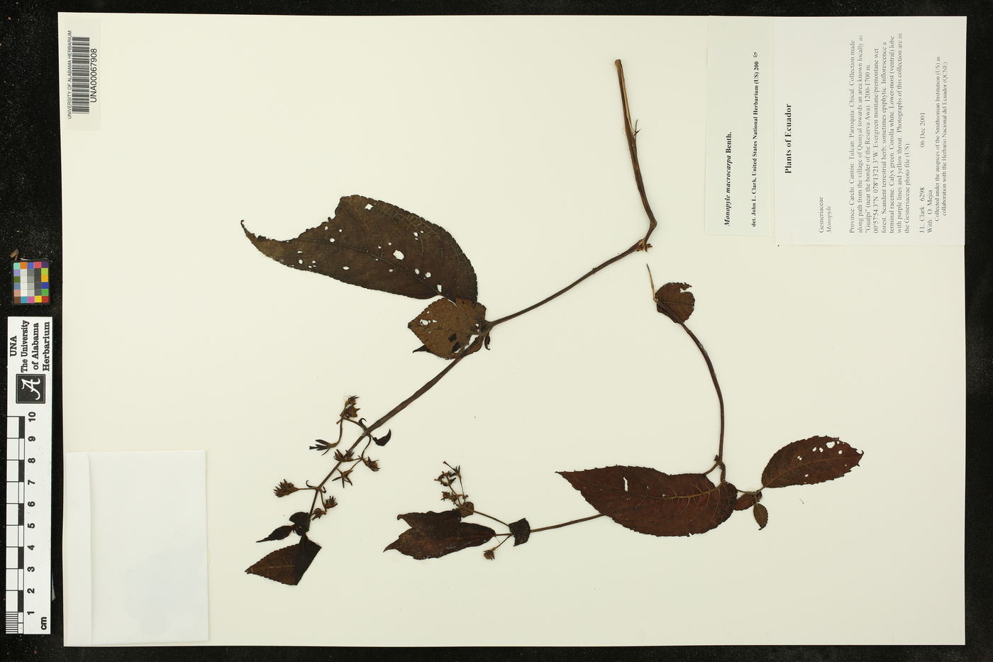 Monopyle macrocarpa image