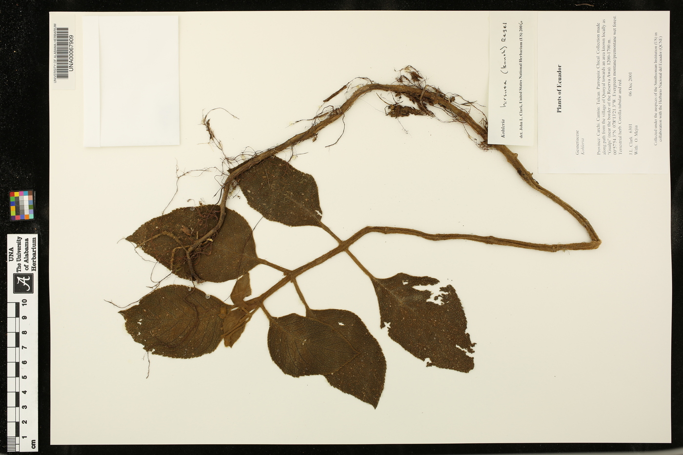 Kohleria hirsuta image