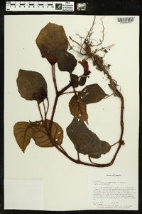 Kohleria inaequalis var. inaequalis image