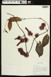 Columnea minor image