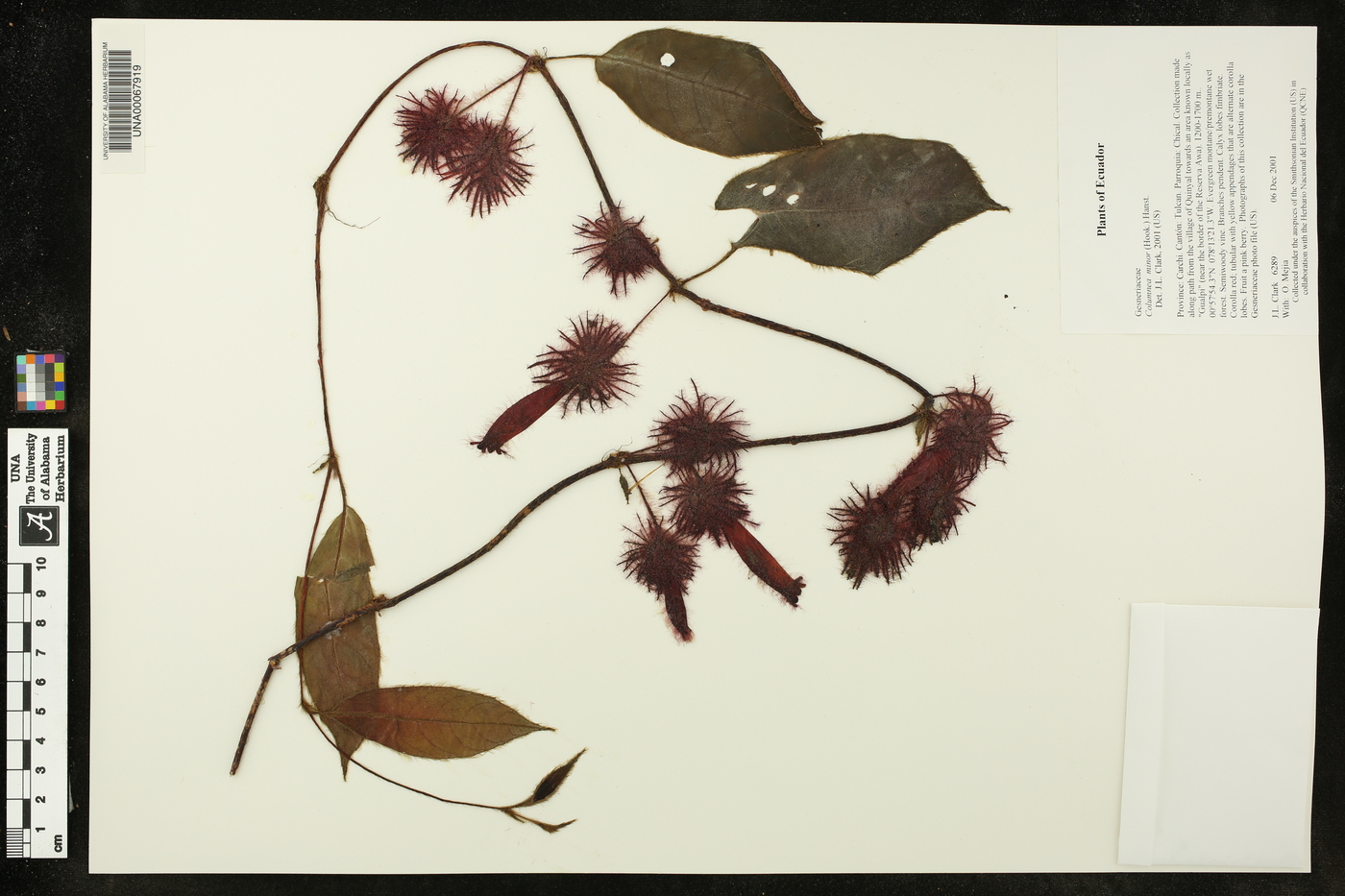 Columnea minor image