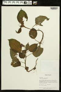 Kohleria villosa image