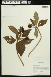 Columnea dielsii image