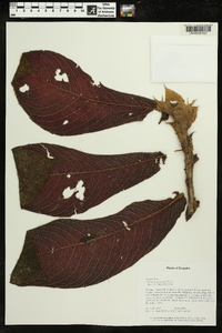 Columnea tessmannii image