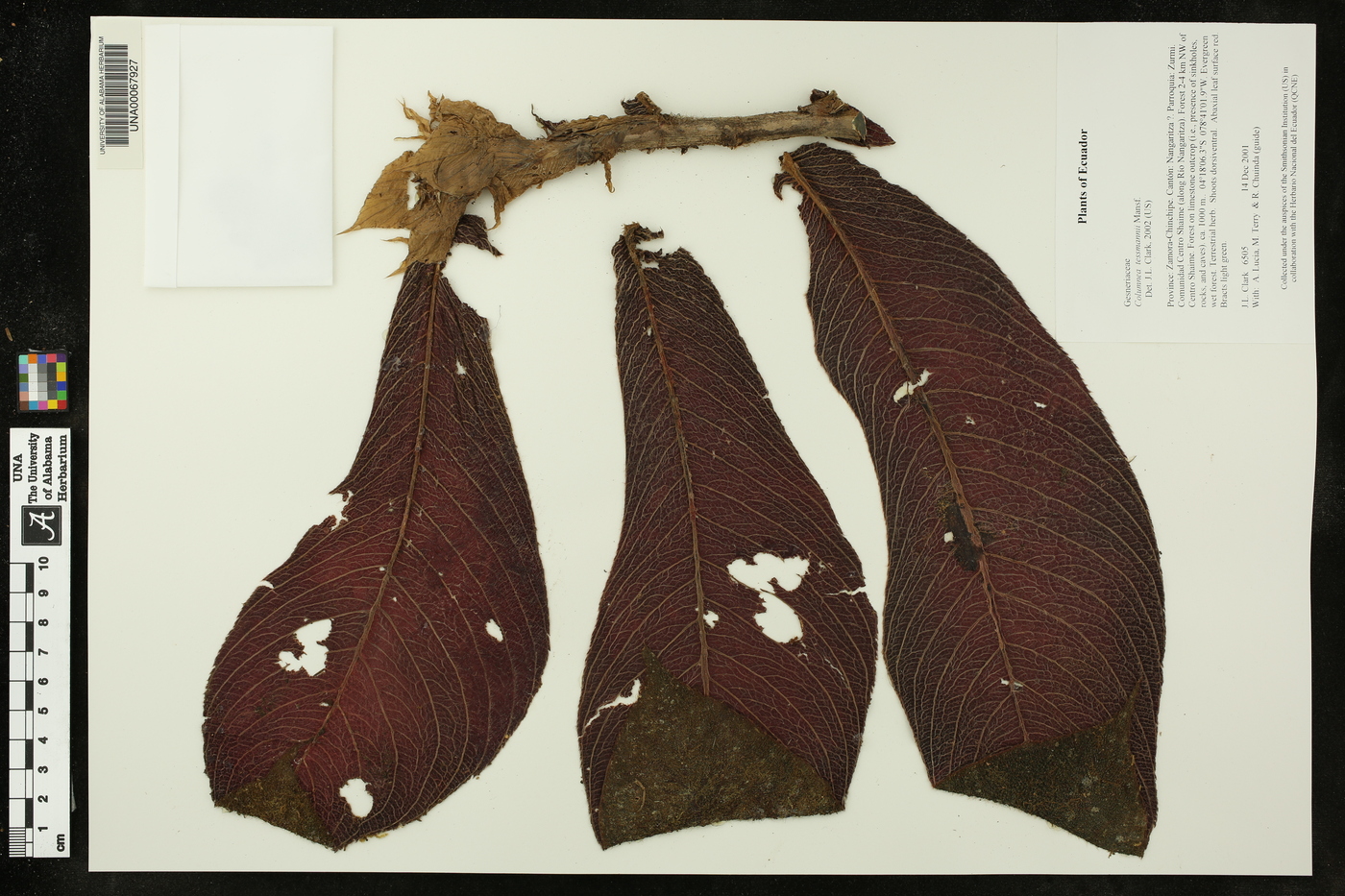 Columnea tessmannii image