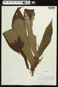Columnea tessmannii image