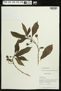 Columnea strigosa image