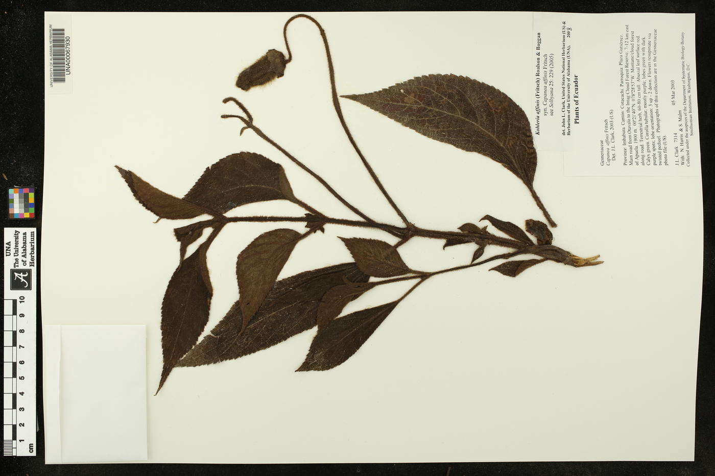 Kohleria affinis image