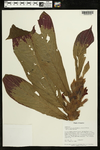 Columnea medicinalis image