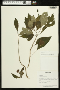 Gasteranthus quitensis image