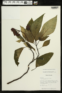 Gasteranthus acuticarinatus image
