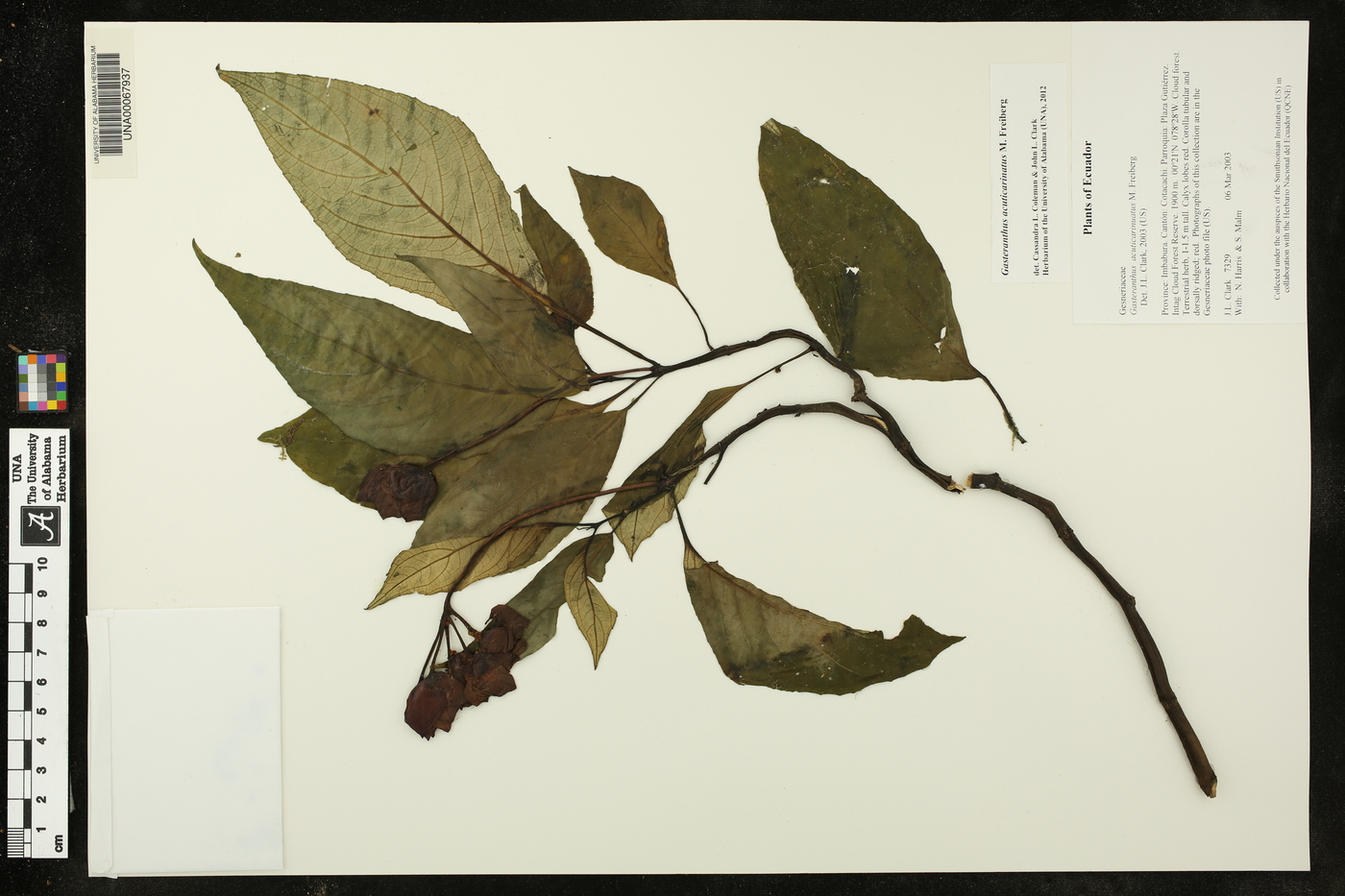 Gasteranthus acuticarinatus image