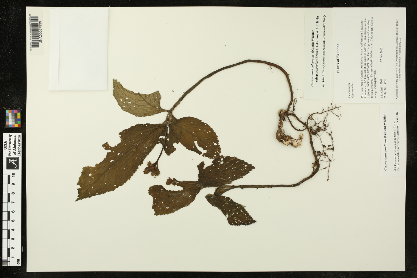 Gasteranthus corallinus image