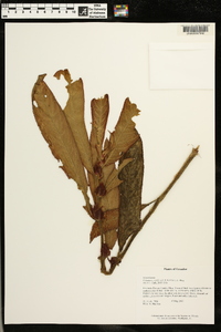 Image of Columnea capillosa