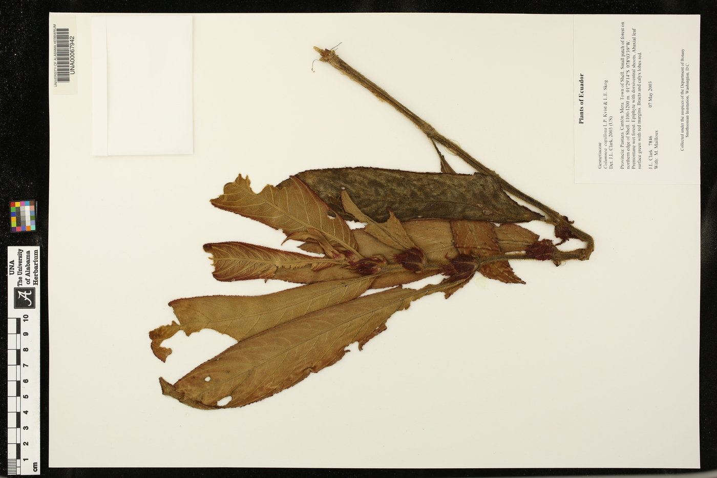 Columnea capillosa image