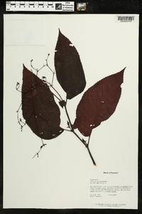 Monopyle paniculata image