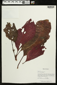 Columnea kucyniakii image
