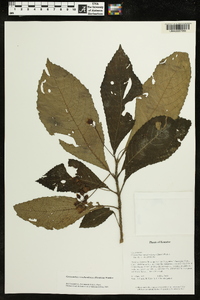 Gasteranthus wendlandianus image