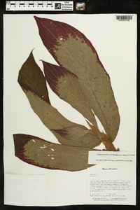 Columnea mastersonii image