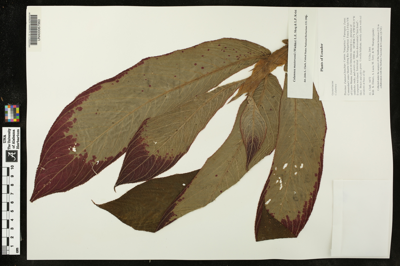 Columnea mastersonii image