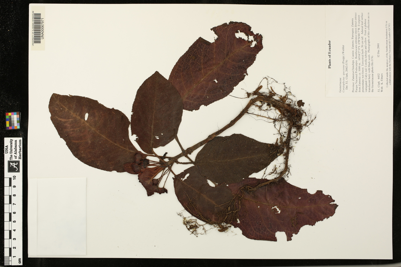 Corytoplectus speciosus image