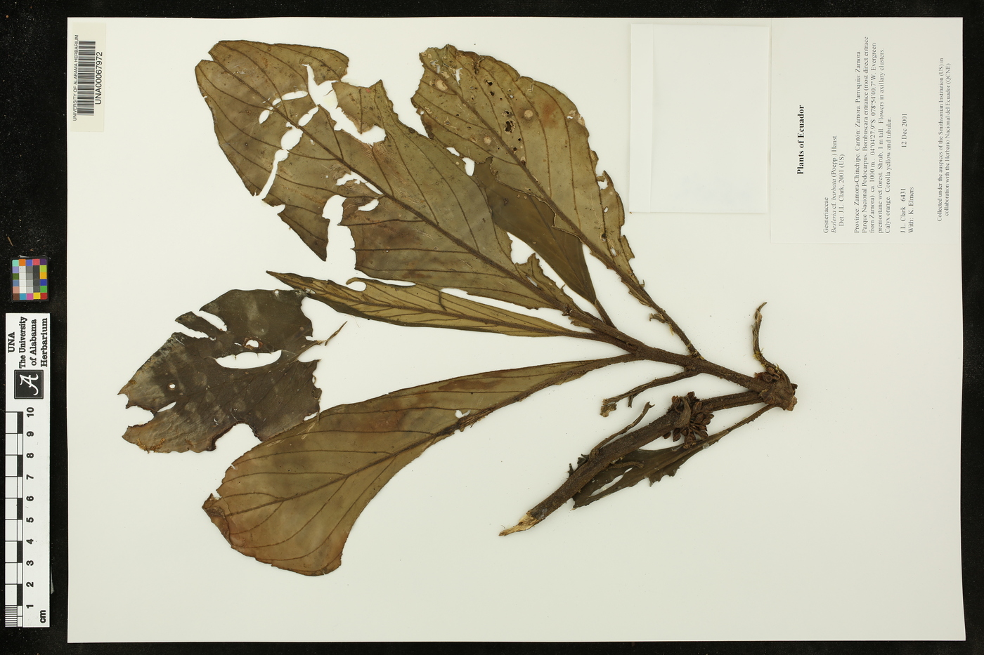 Besleria barbata image