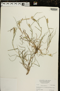 Cenchrus spinifex image