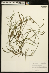 Heteranthera dubia image