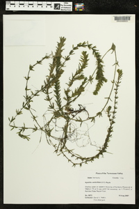 Hydrilla verticillata image