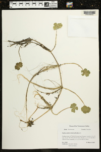 Hydrocotyle ranunculoides image