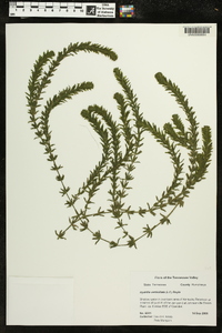 Hydrilla verticillata image