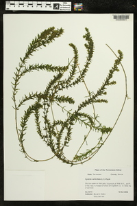 Hydrilla verticillata image