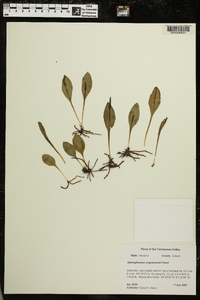 Ophioglossum engelmannii image