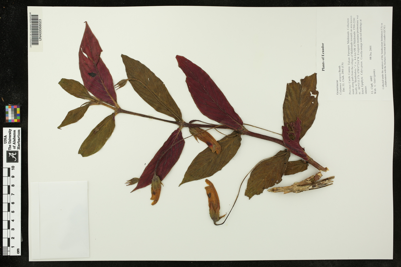 Columnea strigosa image