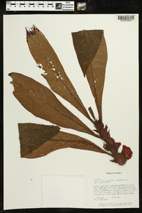 Columnea mastersonii image