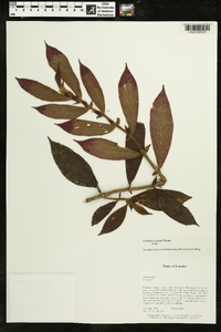 Columnea guttata image