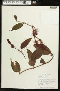 Columnea minor image