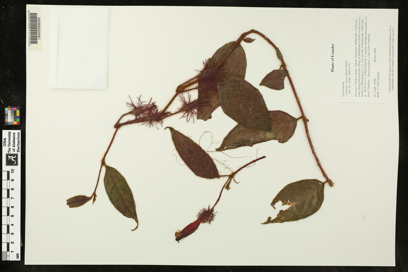 Columnea minor image