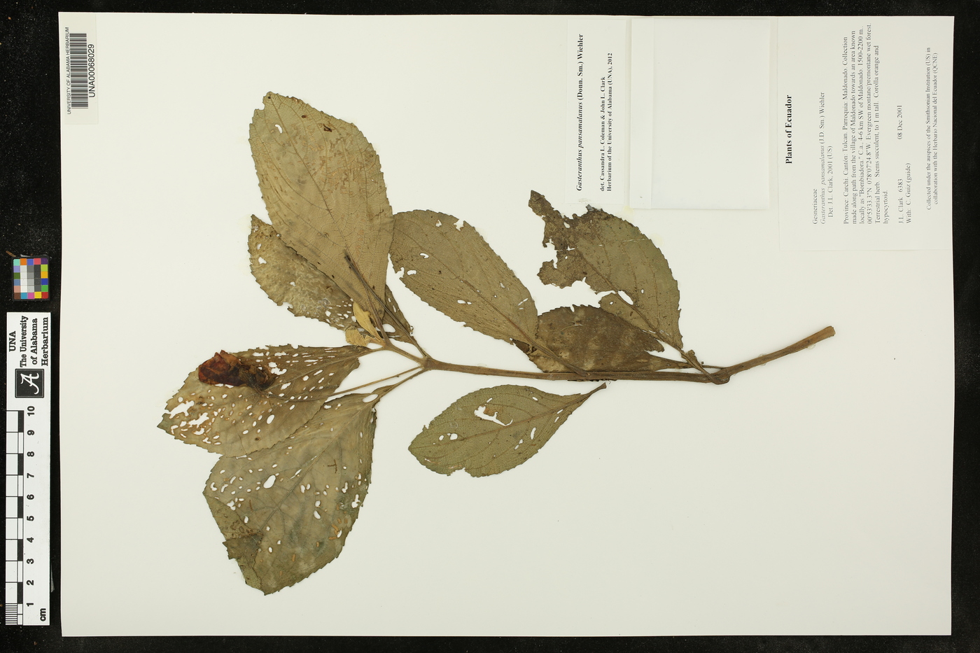 Gasteranthus pansamalanus image