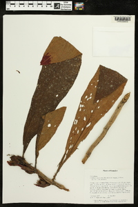 Columnea mastersonii image