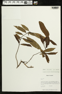 Besleria formosa image